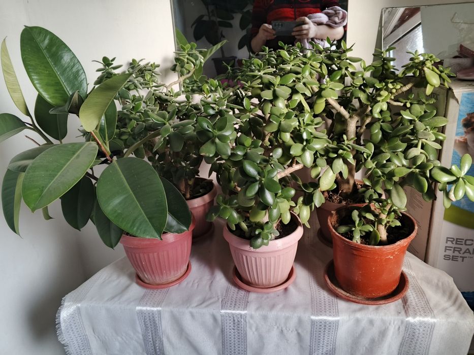 Domashniy gullar sotiladi