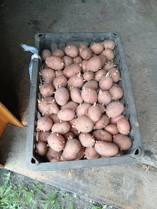 Картофель семенной