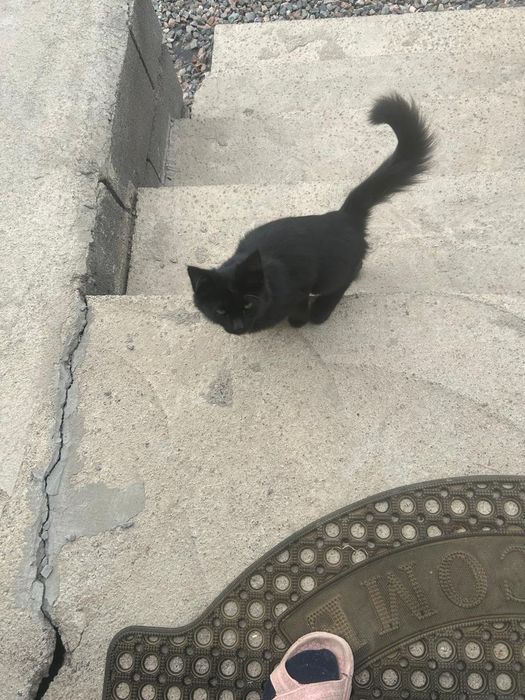 Нашелся кот Каскелен