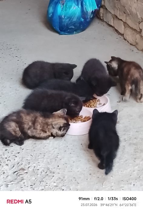 Отдам котят и кошку дарм