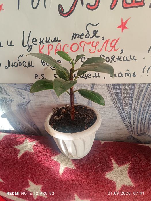 П р о д а м фикус