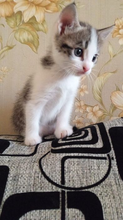 Котенок ищет дом