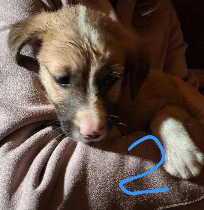 Catelusi pentru adoptie