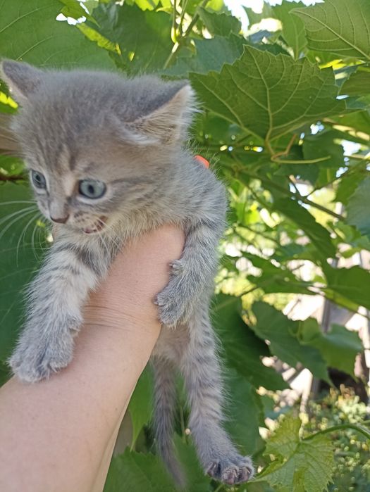 Продам котят 1000