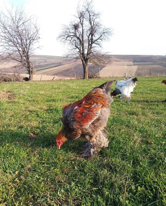 Cocosi Brahma tineret