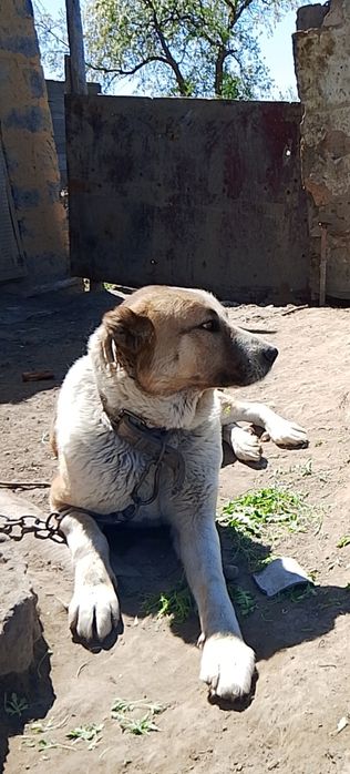 Алабаи пара, мальчик и девочка