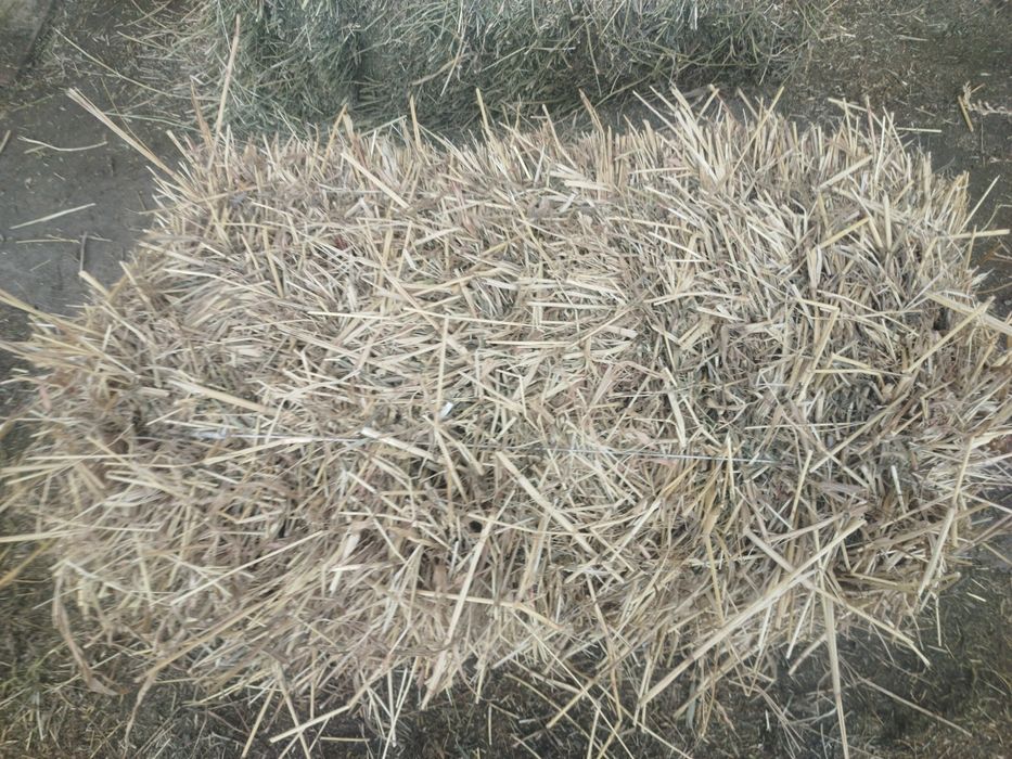 Суданка шоп сатылады