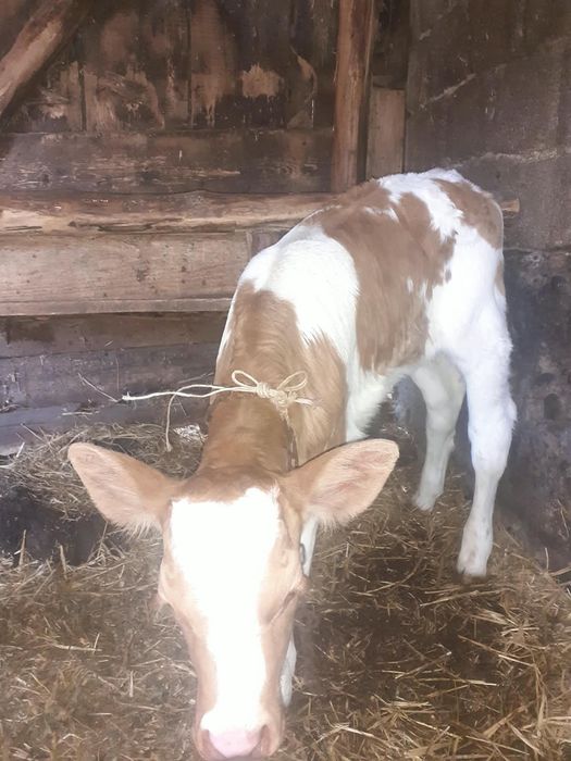 Vând vițică de trei săptămâni bună de lapte preț 2.500 RON