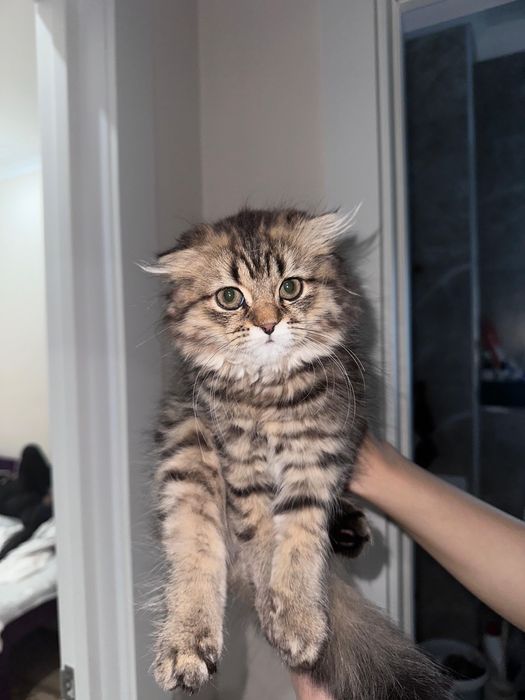 Продам котенка шотландского