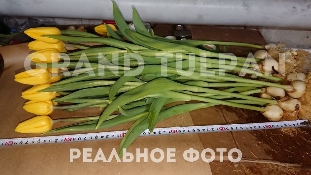 Тюльпаны ОПТОМ по лучшей цене!