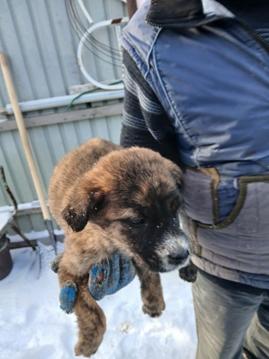 Отдадим щенков в добрые руки!!