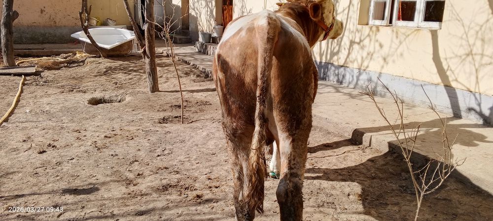 Smental hoʻkiz sotiladi