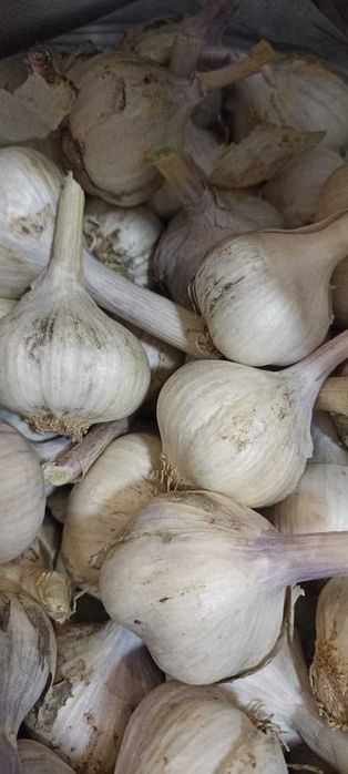 Домашний(яровой) летний чеснок.