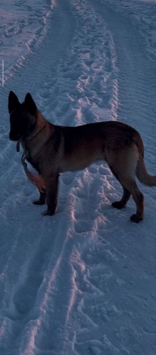 Малинос киз угил бор