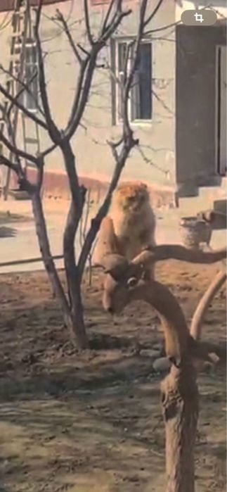 Skotch Fold sotiladi