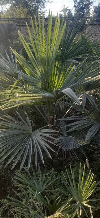 Палма мушмулла сотилади