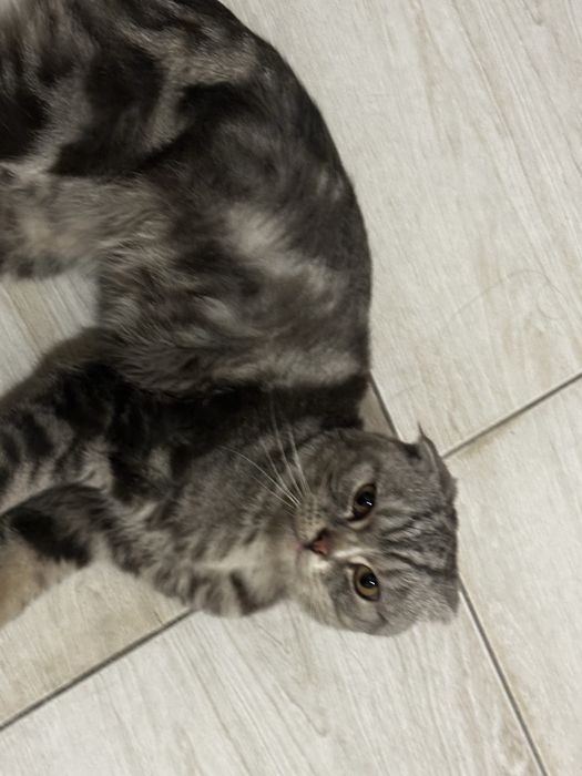 нашли кота, Кокшетау
