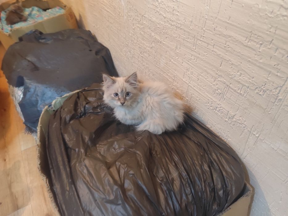 Котята   сиамские