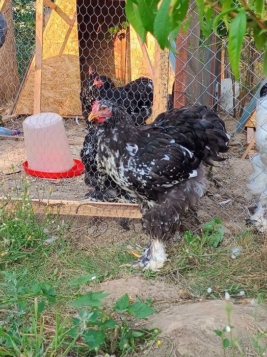 Cocoși Cochinchina, disponibili .