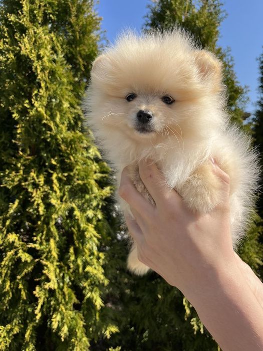 померан померан померан