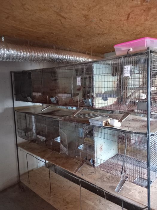 Cușca, cuști cincila sau iepuri