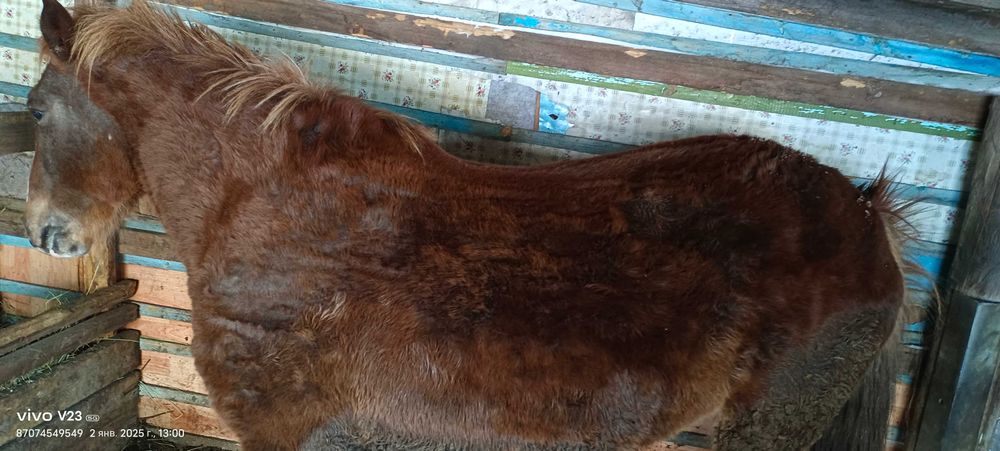 Продам Лошадь , Согым