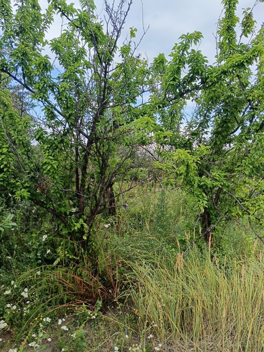 Продам дачу Со Дархан рассмотрим рассрочку