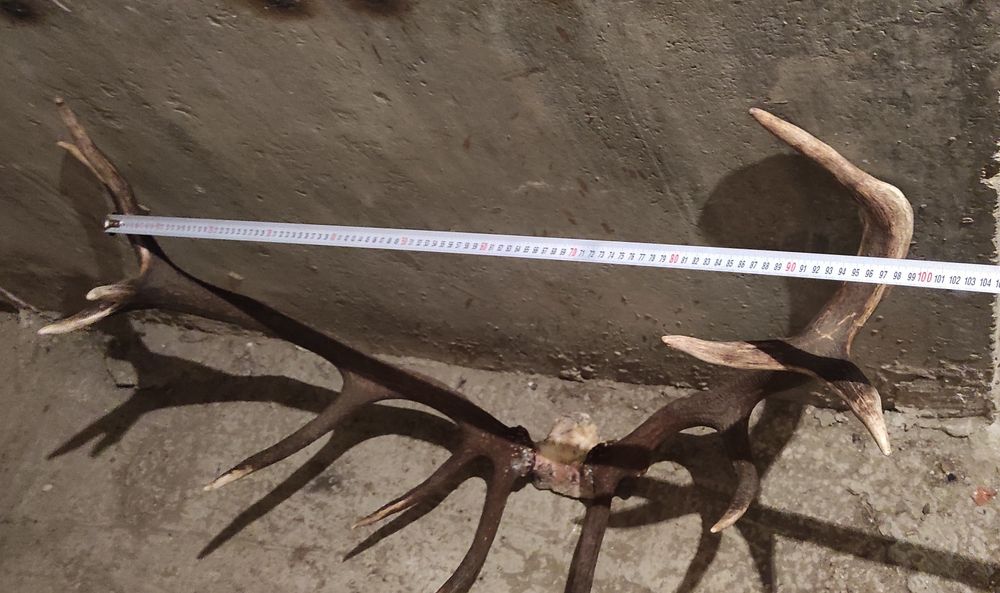 Чифт еленски рога