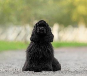 Американский спаниель мальчик