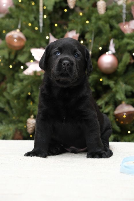 Щенки лабрадора ретривера