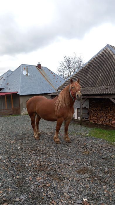 De vânzare,cai amândoi