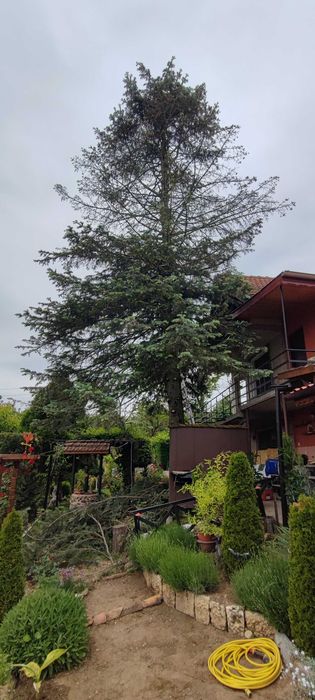 Безопасно Рязане На Опасни Дървета гр. Русе