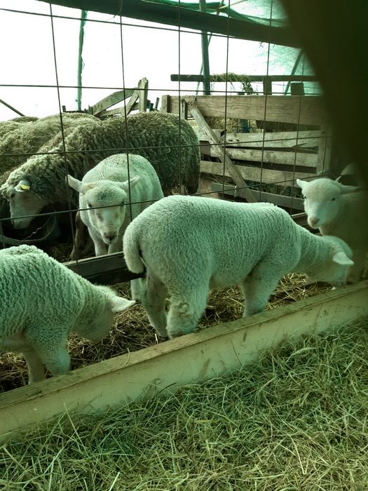 Oi il de france de vanzare.