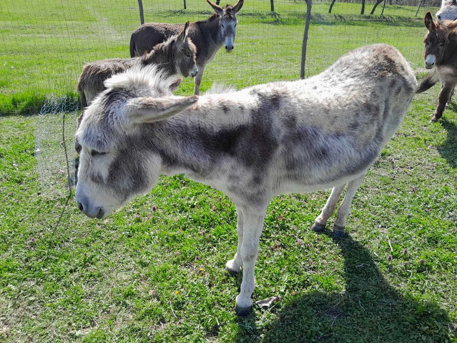Vand 2 magarite pe lactatie, cu pui si 1 magarita gestanta