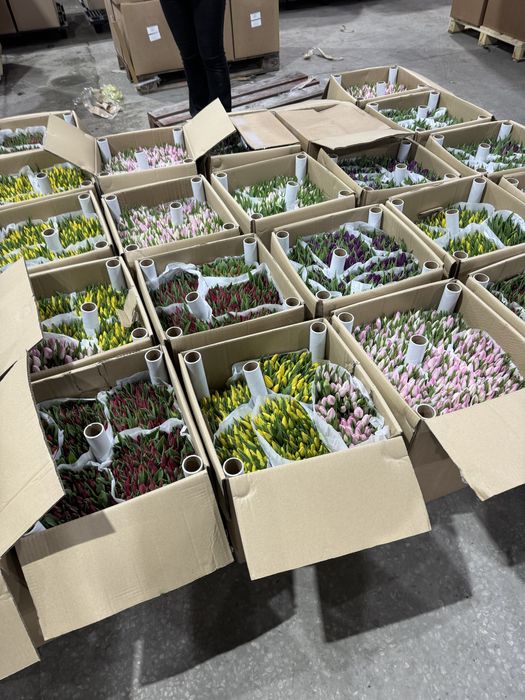 Продам тюльпаны