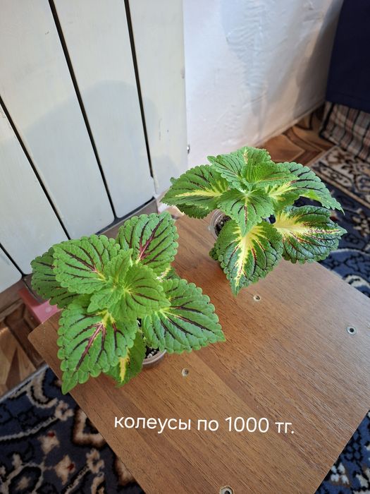 Комнатные цветы молодые