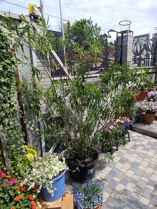 Растение (куст)  Олеандр.