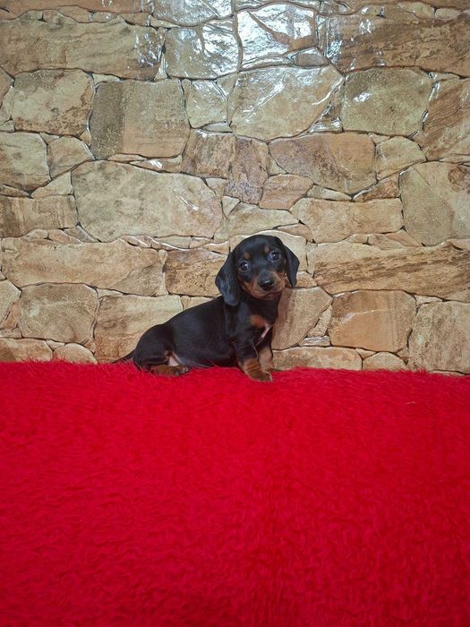 Pui Teckel negru