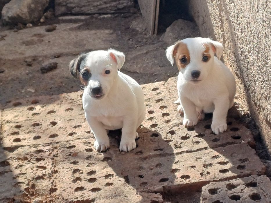 Джак  Ръсели  -мини