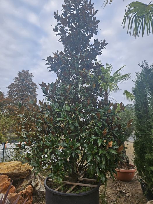 Magnolia  grandiflora