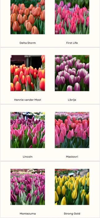 Тюльпаны оптом и в розницу!