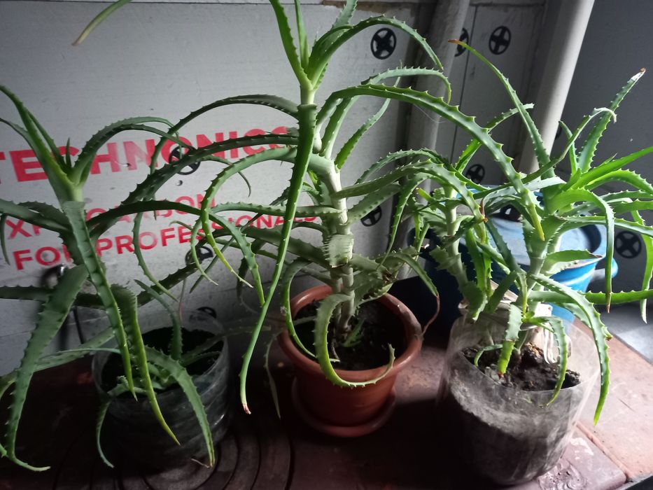 Продам цветок алоэ