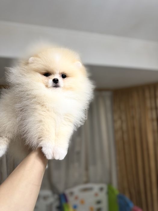 Mascul pomeranian extra mic