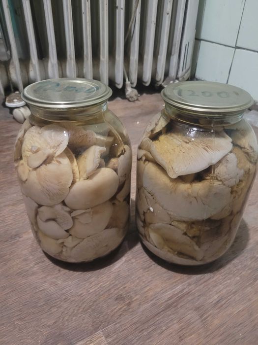 Грибы,маринованные,синеножка