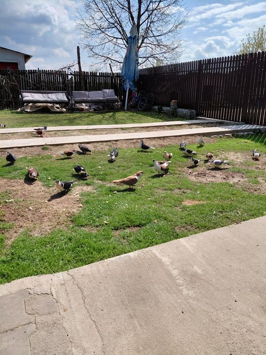 Porumbei galateni cu joc foarte bun