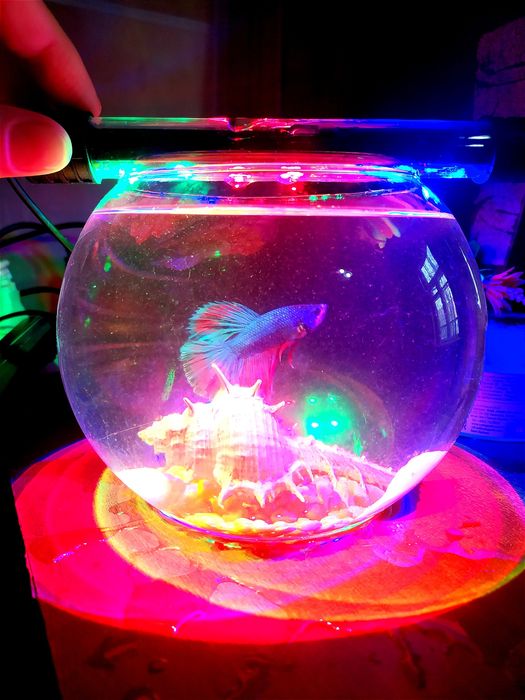 Аквариум и рыбка петушок