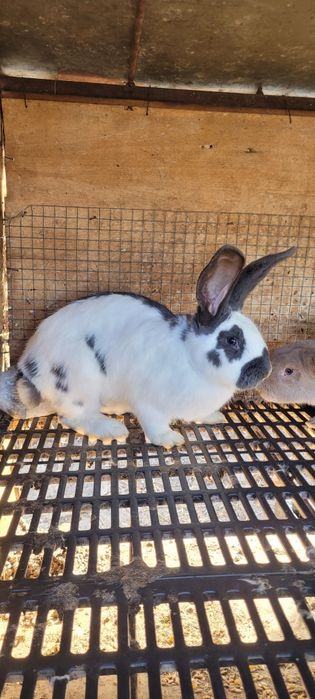 Зайци немска пеперуда