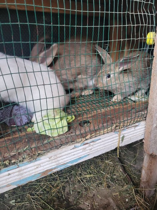 Крольчата шести недельные здоровые , трех окрасов