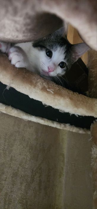 Раздаю котят в хорошие руки