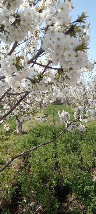 Уй  Сотилади Қалача Реални оладиганлар телефон қилин бекорчилар эмас